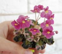 Mac's Pizzicato Paradise (миниатюра) (л/ср) - код Ф104