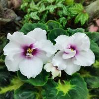 ЛФ-Хрустальные Мечты (Новинка 2022) (стандарт) (л/ук) - код Ф053