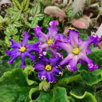 РМ-Лунное Сияние (стандарт) (л/ук) - код Ф069