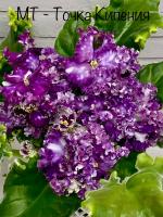 МТ-Точка Кипения (стандарт) (л/ук) - код Ф877