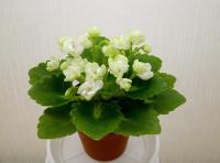 Petite Blanche (миниатюра) (л/ук) - код Ф582