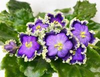 ЕЛ-Морфида (стандарт) (л/ук) - код Ф227