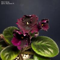 Mac's Kung (миниатюра) (л/ук) - код Ф374