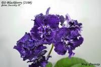 DS-Blackberry (2100) (дет) - код С083