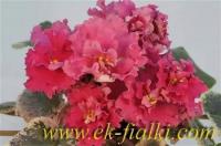 ЕК-Рыжий Кот (стандарт) (л/ук) - код Ф613 **