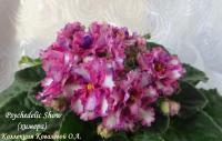 Psychedelic Show (стандарт-химера) (п/ук) - код Ф293