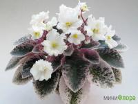 Midas Moon Beam (миниатюра) (л/ук) - код Ф449