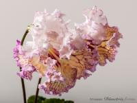 DS-1510 (дет) - код С001