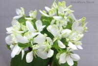 Wesley's Swamp Monster (миниатюра) (л/ср) - код Ф112