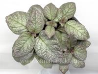 ТМ-Розовая Дымка (сталон срез) - код Э024