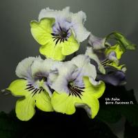 UA-Лайм (дет) - код С011