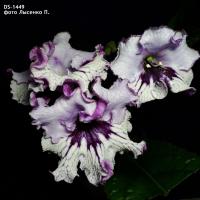 DS-1449 (дет) - код С068