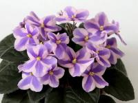 Humako Tineke (стандарт-химера) (п/ук) - код Ф046