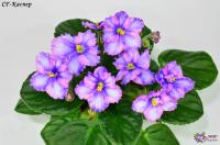 СГ-Каспер (стандарт-химера) (п/ук) - код Ф102