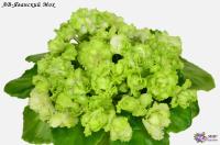 АВ-Яванский Мох (миниатюра) (л/ук) - код Ф191