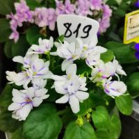 Broadway Star Trail (трейлер) (дет) - код  Ф819 Broadway Star Trail (трейлер) (дет) - код  Ф819