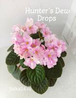 Hunter's Dew Drops (миниатюра) (л/ср) - код Ф093