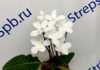 Heartland's Snowflakes (Миниатюрный сорт)  (дет) - код С133