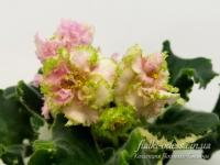 ЛФ-Солнечное Утро (стандарт) (л/ук) - код Ф017