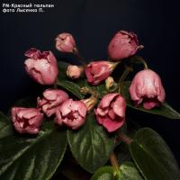 РМ-Красный тюльпан (стандарт) (л/ук) - код  Ф270 **