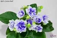 Rob's Cotton Ball (миниатюра) (л/ук) - код Ф445