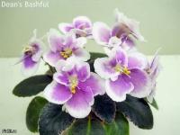 Dean's Bashful (миниатюра) (дет) - код Ф947