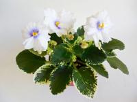 Н-Наденька (миниатюра) (дет) - код Ф891