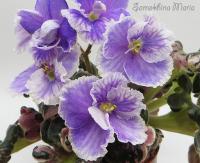 Н-Тет-а-Тет (миниатюра) (л/ср) - код Ф695