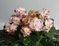 Р-Актриса Весна (стандарт) (л/ук) - код Ф248