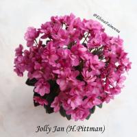 Jolly Jan (миниатюра) (л/ср) - код Ф671