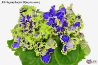 АВ-Бермудский Треугольник (стандарт) (л/ук) - код Ф203