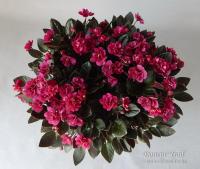 Dancin' Trail (трейлер) (л/ук) - код Ф434