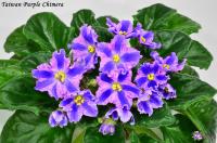 Taiwan Purple Chimera (стандарт-химера) (п/ук) - код Ф196