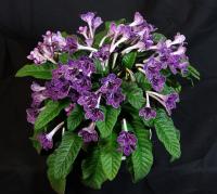 Little Kan (Миниатюрный сорт)  (дет) - код С134