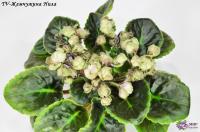 TV-Жемчужина Нила (стандарт) (л/ук) - код  Ф087 **