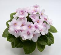 Hunter's Chipmunk Cheeks (миниатюра) (л/ук) - код Ф734