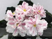 Ф-Дымчатая Астра (стандарт) (л/ук) - Ф791