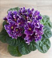 АВ-Волшебство (стандарт) (л/ук) - код Ф479