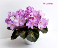 БР-Сатира (миниатюра) (л/ср) - код Ф682