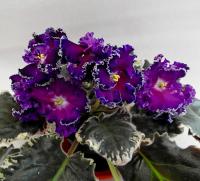 НД-Квазар (стандарт) (л/ук) - код Ф848