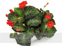 НиКа-Зелёная Пантера (сталон срез) - код Э017