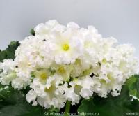 Dn-Macabeo (стандарт) (л/ук) - код Ф493