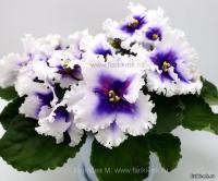 Dn-Рiздво (стандарт) (л/ук) - код Ф024 **