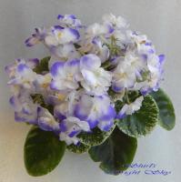 Shirl's Bright Sky (миниатюра) (л/ср) - код Ф948