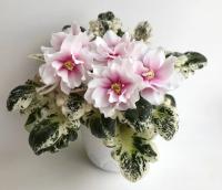 Р-Дурман Сладкий (стандарт) (л/ук) - код Ф523