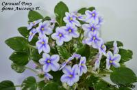 Carousel Pony (химера-трейлер) (п/ук) - код Ф015