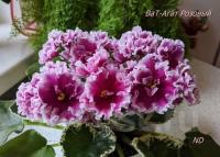 ВаТ-Агат Розовый (стандарт) (л/ук) - код Ф124