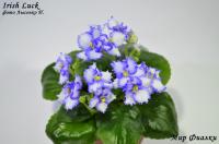 Irish Luck (миниатюра) (л/ср) - код Ф438 **