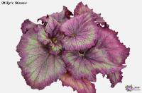 Mike's Mauve (л/ср) - код Б051 Mike's Mauve (л/ср) - код Б051