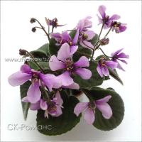 СК-Романс (миниатюра) (л/ср) - код Ф133